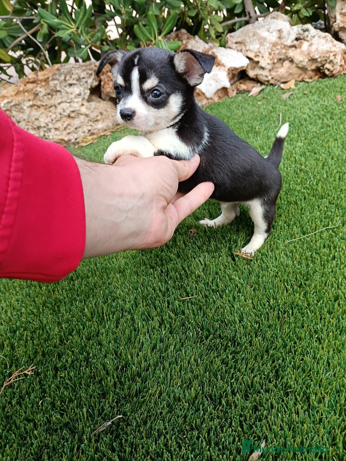 Chihuahua perros Machito de Chihuahua Leer Anunciuo completo - Anuncio 2