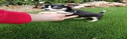Chihuahua perros en venta: Machito de Chihuahua Leer Anunciuo completo - Anuncio 1