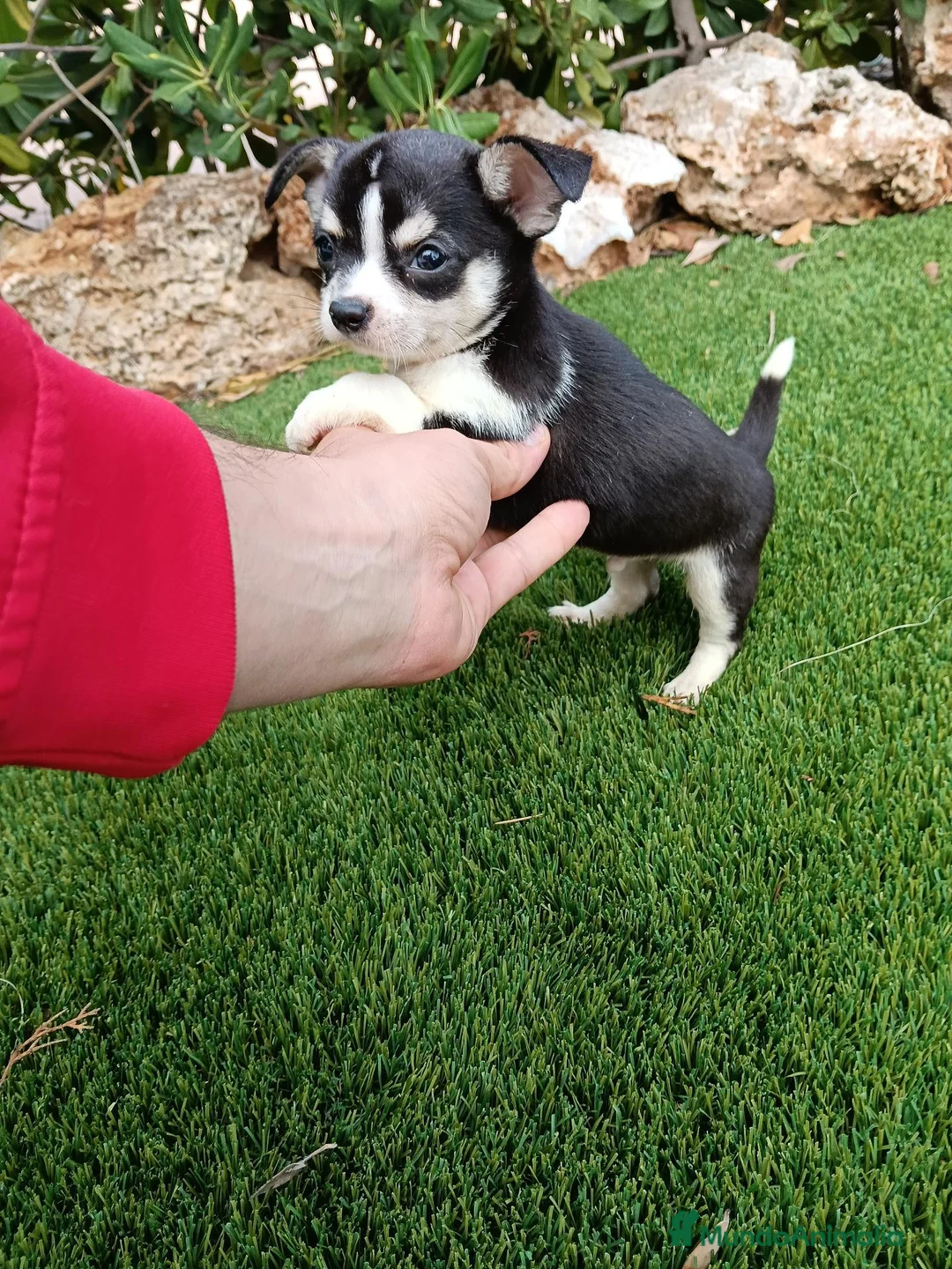 Chihuahua perros en venta: Machito de Chihuahua Leer Anunciuo completo - Anuncio 1