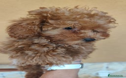 Caniche Enano perros en venta: OPORTUNIDAD  - Imagen 2