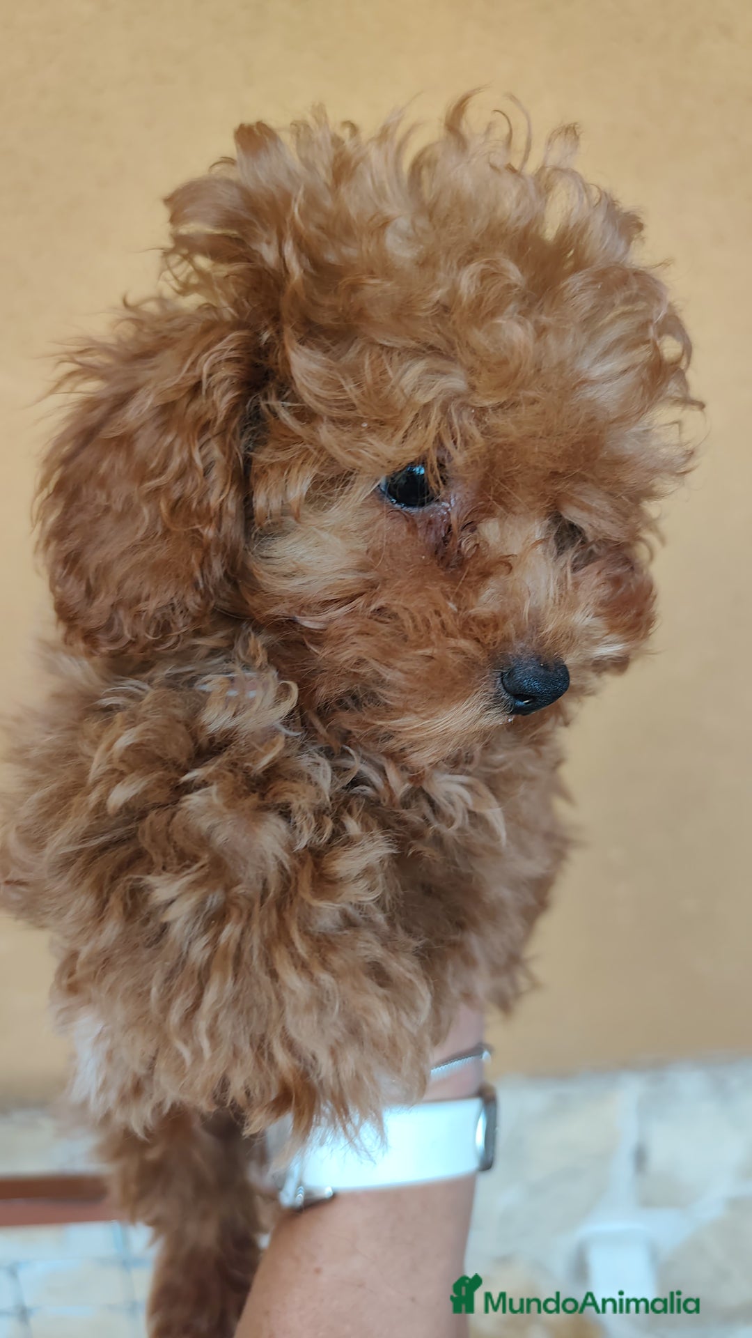 Caniche Enano perros en venta: OPORTUNIDAD  - Imagen 2