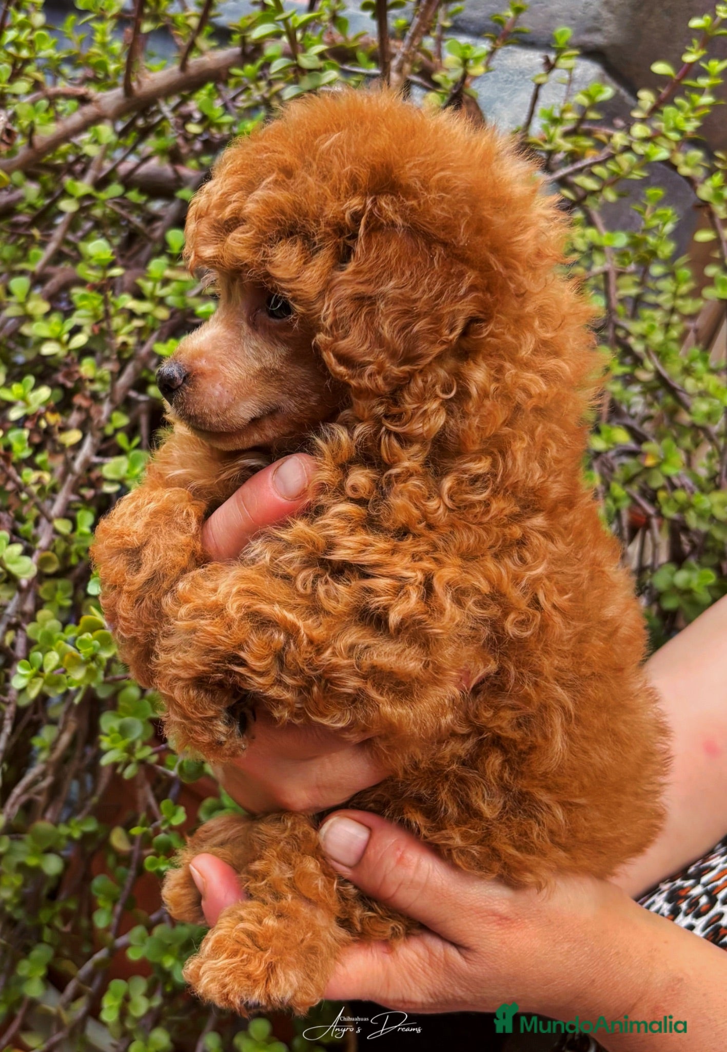 Caniche Toy perros Caniches Toy  - Anuncio 1