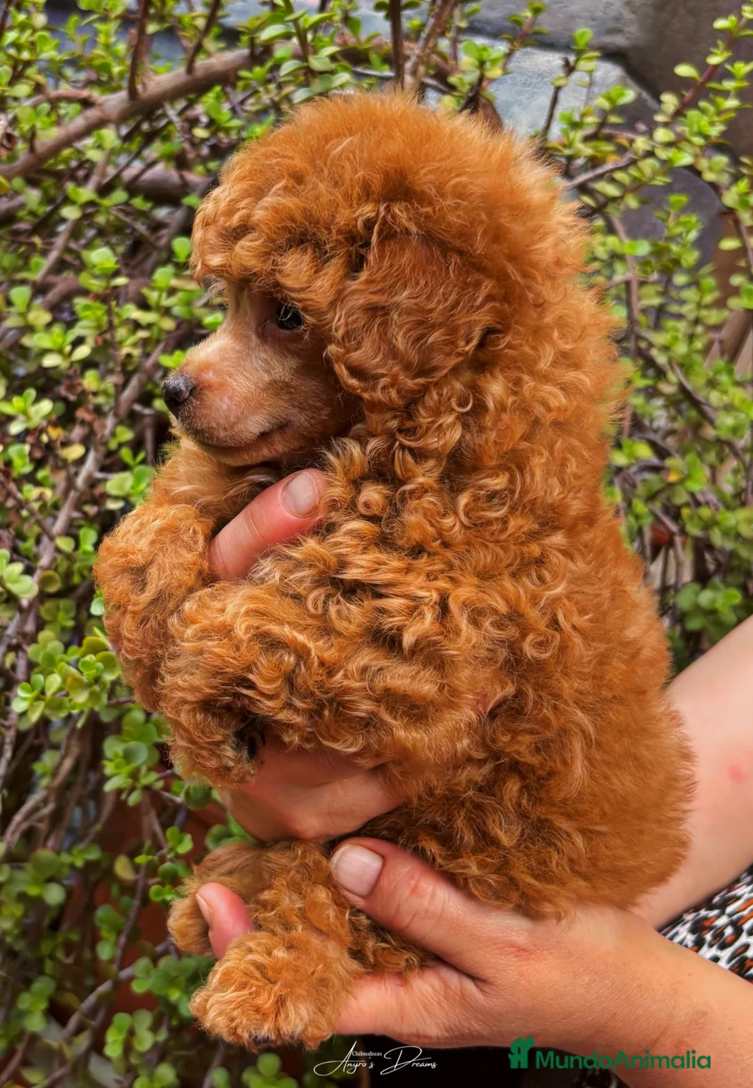 Caniche Toy perros en venta: Caniches Toy  - Anuncio 1
