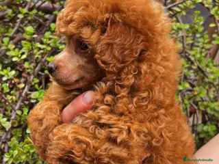 Caniche Toy perros Caniches Toy - Anuncio 1