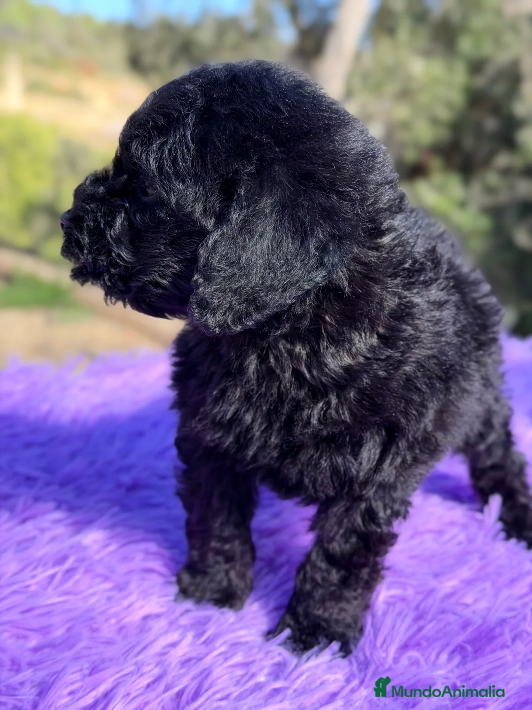 Caniche Toy perros en venta: Caniche Toy negra - Anuncio 2