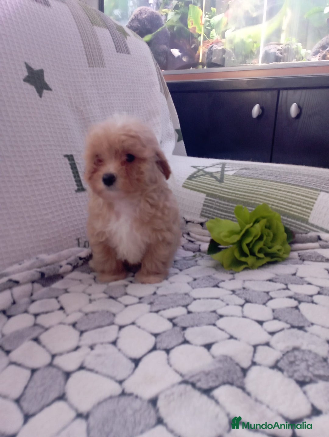 Maltipoo perros en venta: Maltipoo - Anuncio 3