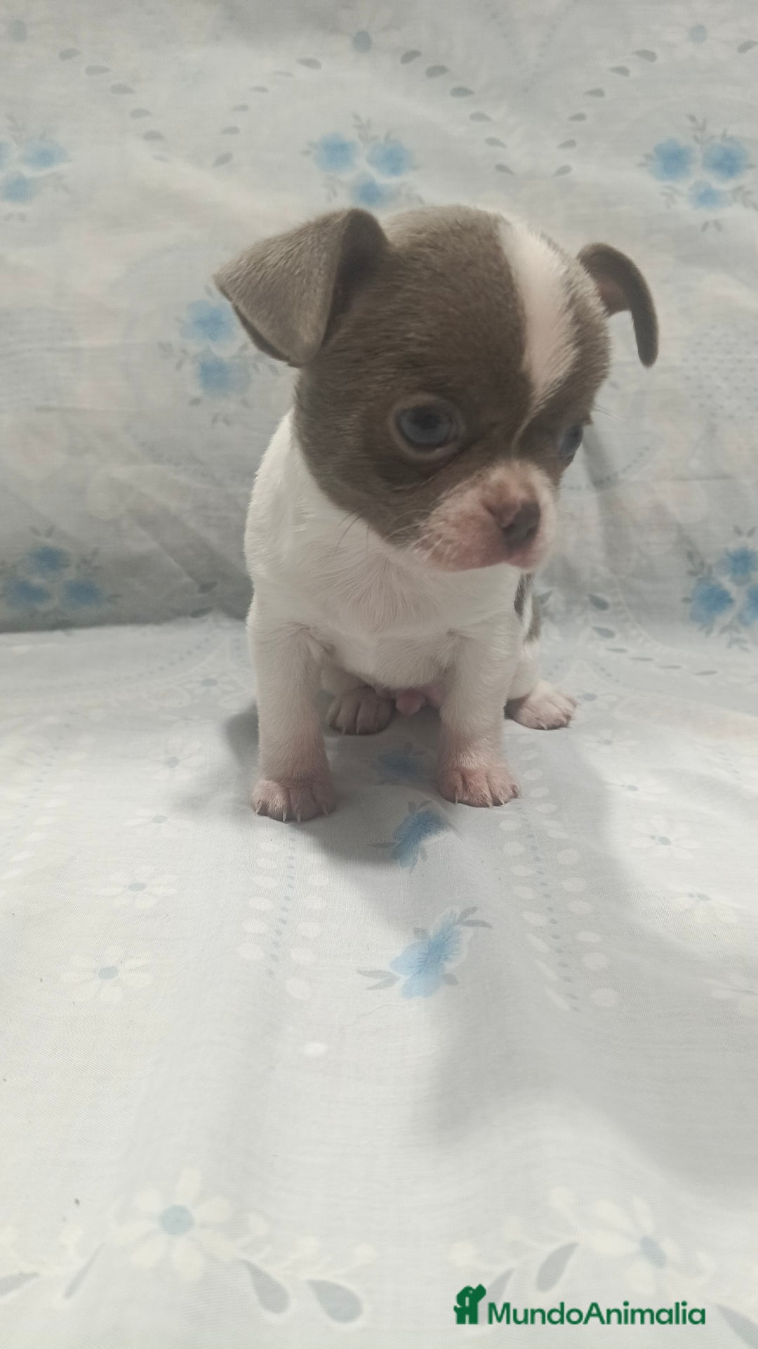 Chihuahua perros en venta: Chihuahua blue macho  - Anuncio 3