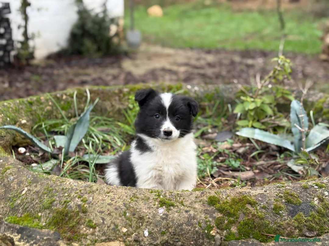 Border Collie perros en venta: 🐾 Preciosos Border Collie con pedigree 🐾 - Anuncio 9