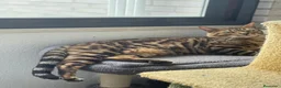 Bengalí gatos en venta: Gato Bengalí Macho  - Anuncio 3
