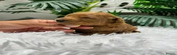 Caniche Enano perros en venta: CANICHE ENANO - Anuncio 4