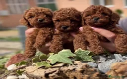 Caniche Toy perros en venta: caniche toy rojo de alta calidad  - Imagen 1