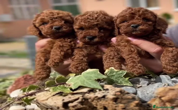 Caniche Toy perros - Anuncio 3