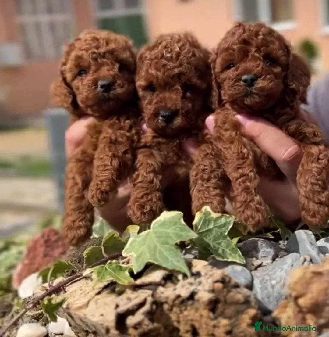 Caniche Toy perros en venta: caniche toy rojo de alta calidad  - Imagen 1