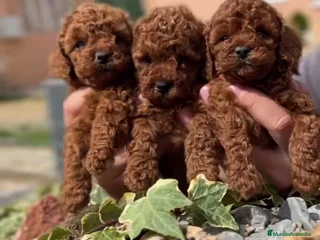 Caniche Toy perros - Anuncio 10