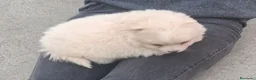 Pomerania perros en venta: Pomerania  - Anuncio 3