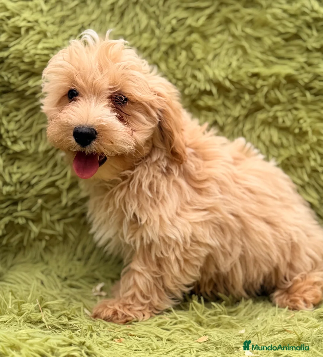 Maltipoo perros en venta: MALTIPOO MACHITOS DISPONIBLES - Anuncio 5