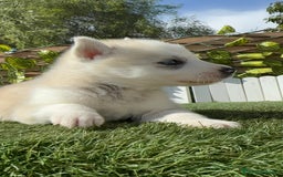 Husky Siberiano perros en venta: HUSKY - Imagen 17