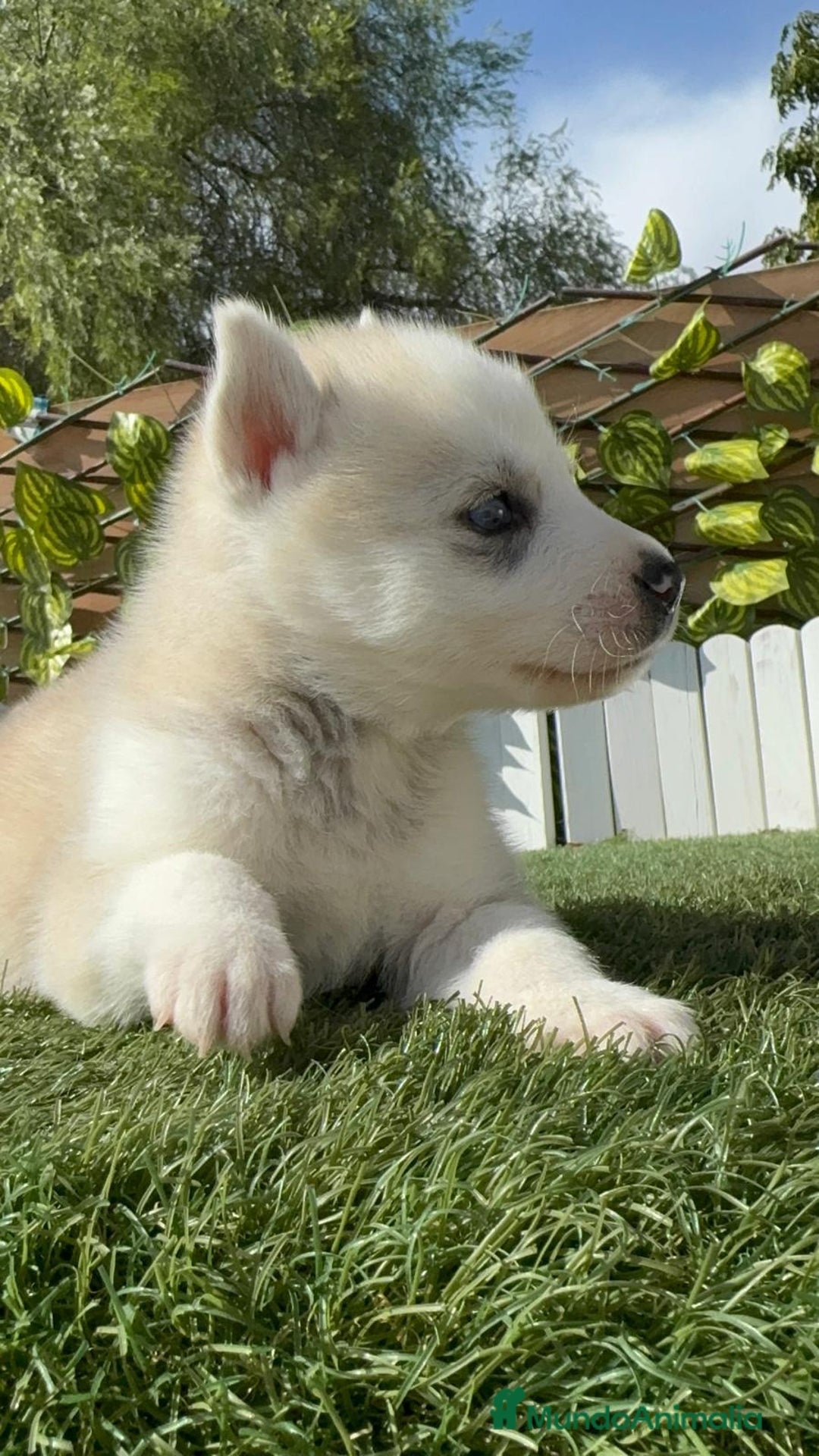 Husky Siberiano perros en venta: HUSKY - Imagen 17