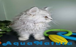 Persa gatos en venta: Persa Macho Virgi 7733 AQUANATURA - Imagen 5