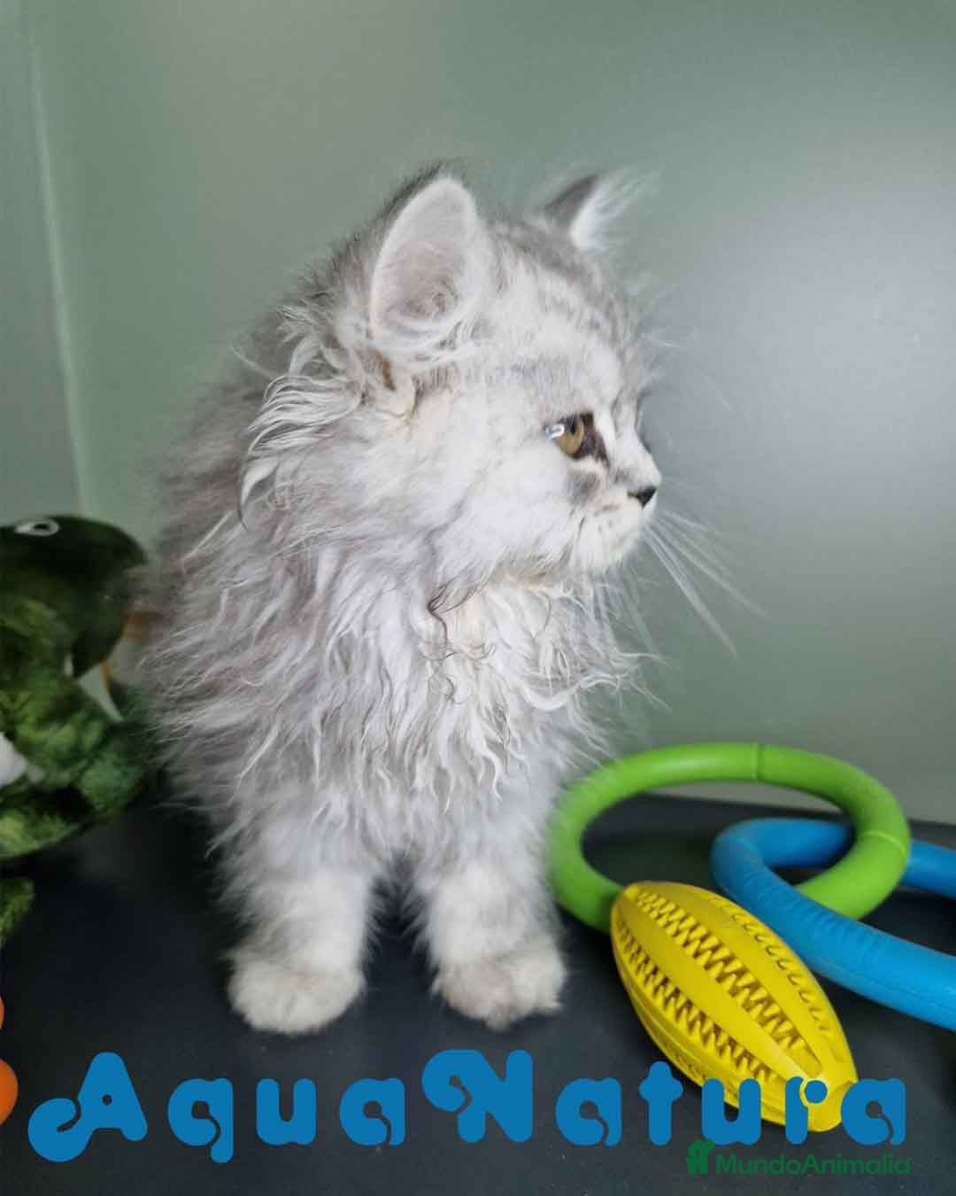 Persa gatos en venta: Persa Macho Virgi 7733 AQUANATURA - Imagen 5