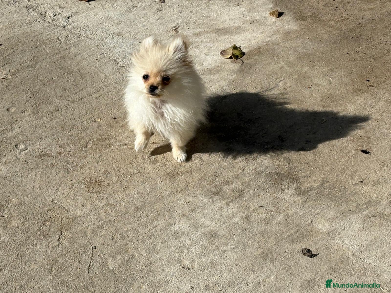 Pomerania perros lulu pomerania micro toy 5 meses y pesa 700 gramos - Anuncio 2