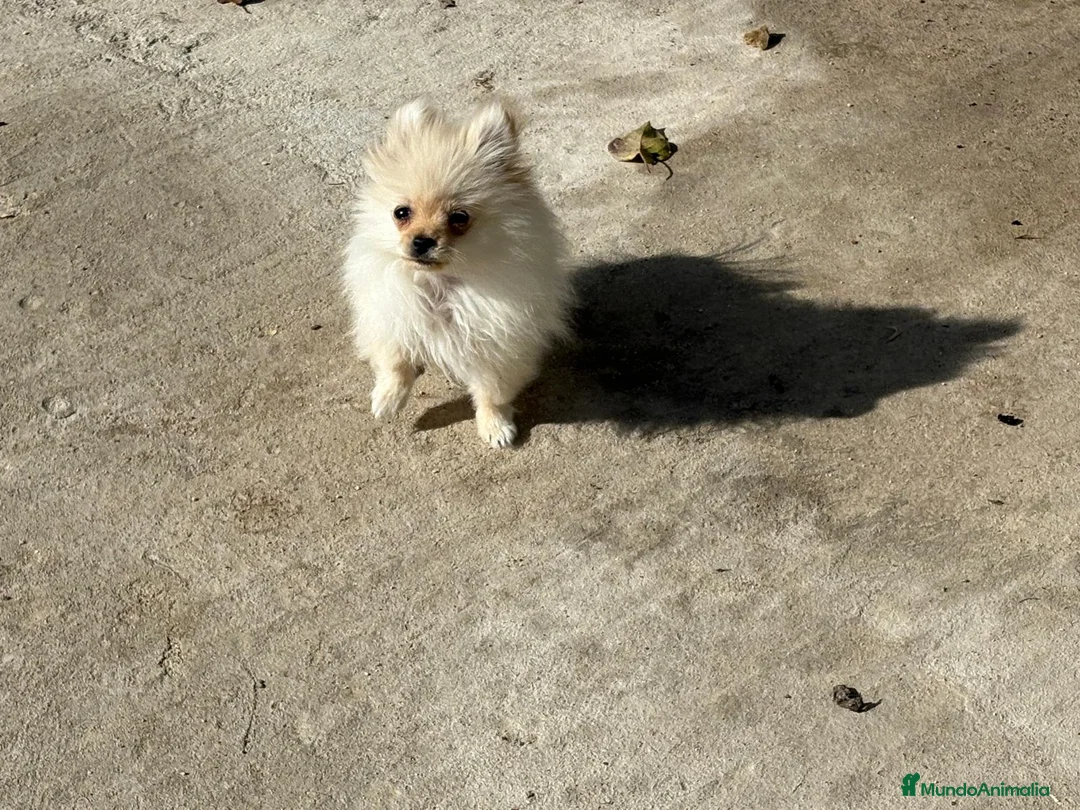 Pomerania perros en venta: lulu pomerania micro toy 5 meses y pesa 700 gramos - Anuncio 2