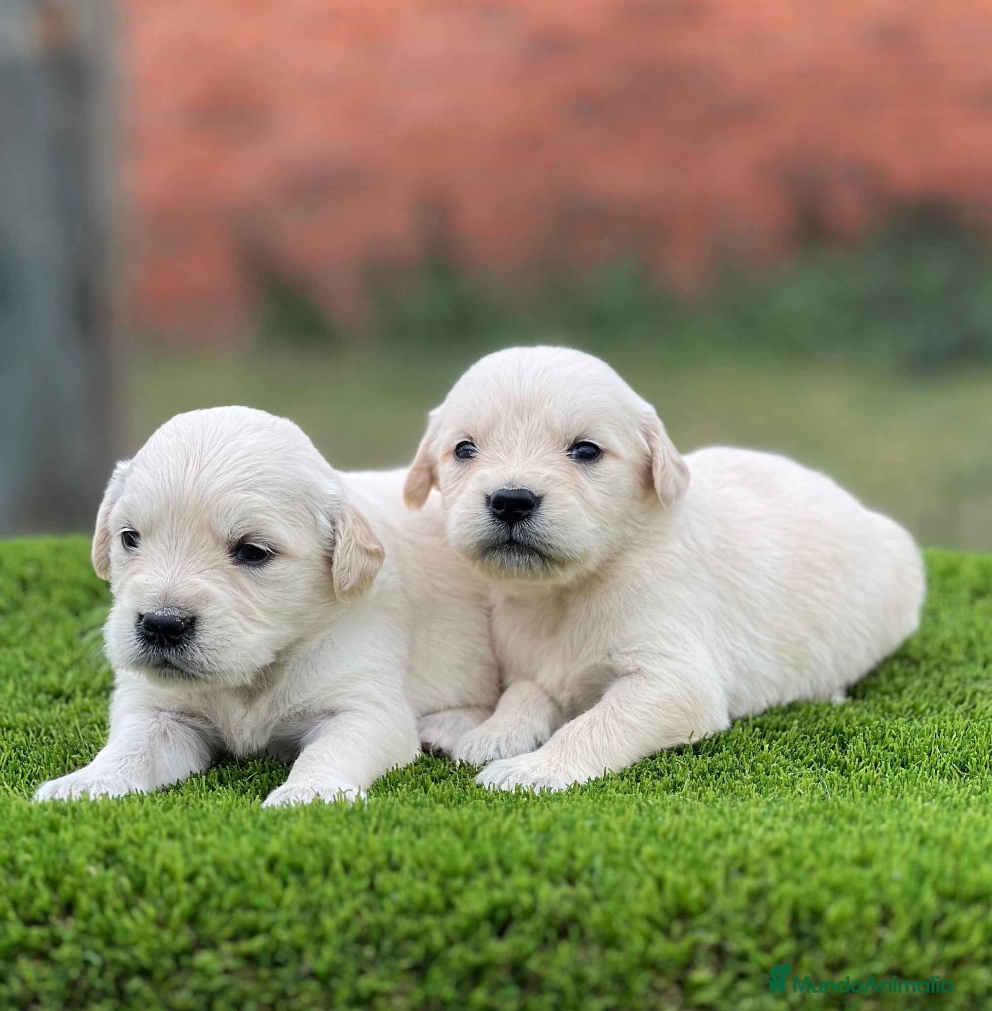 Golden Retriever perros Golden retriever - Anuncio 4