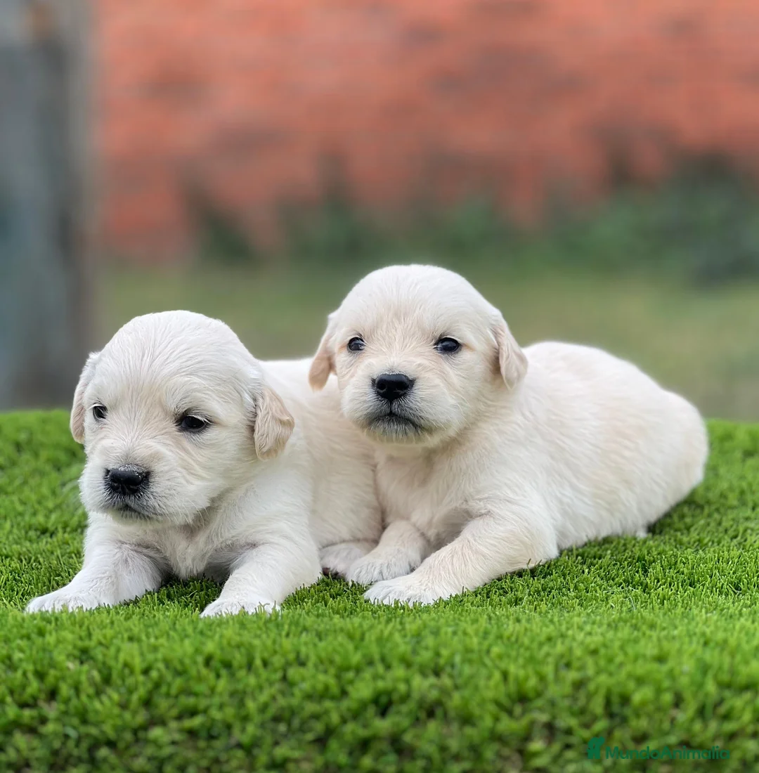 Golden Retriever perros en venta: Golden retriever - Anuncio 1