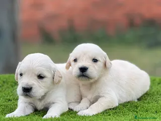 Golden Retriever perros Golden retriever - Anuncio 5