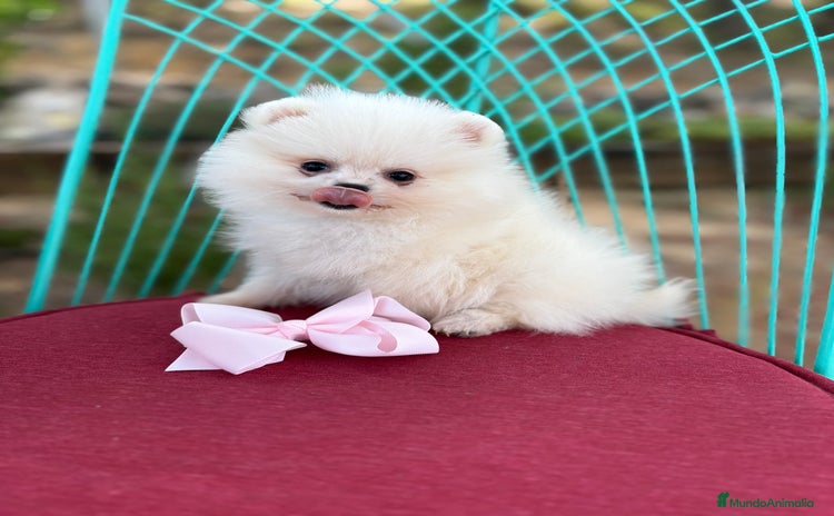 Pomerania perros - Propaganda 6