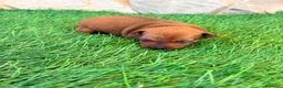 Pinscher Miniatura perros en venta: Pinscher Miniatura roja - Anuncio 6