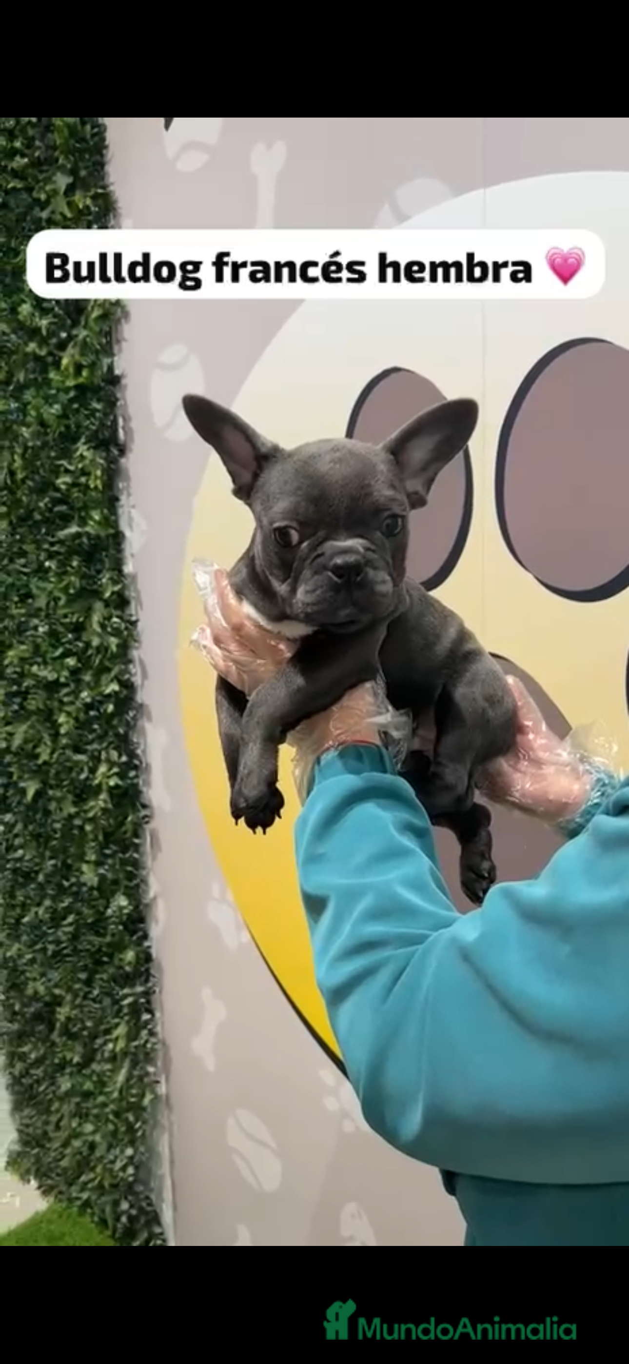 Bulldog Francés perros Bulldog francés blue hembra - Anuncio 2