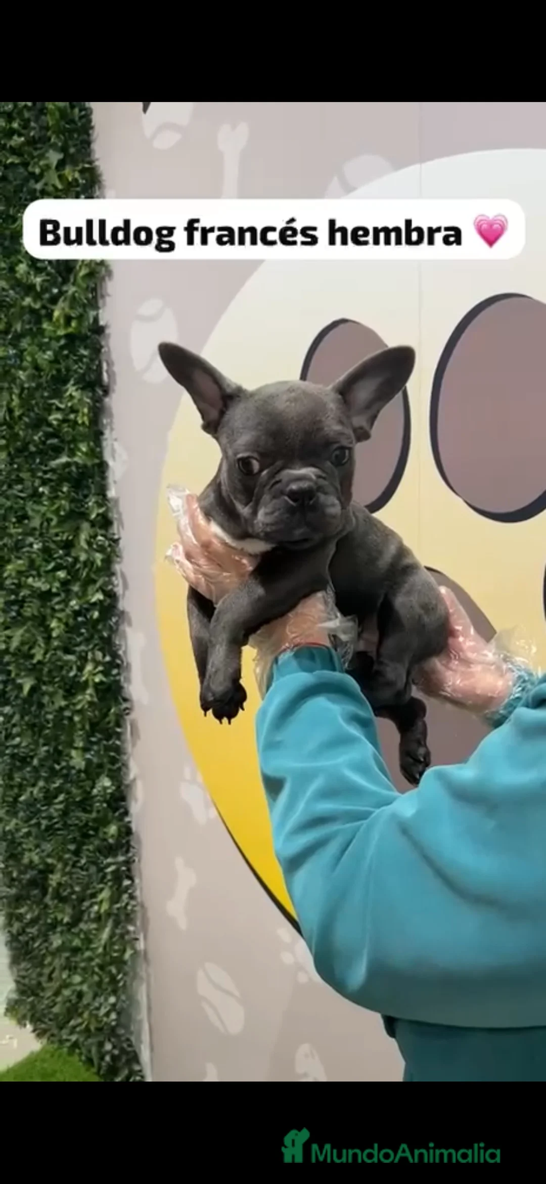 Bulldog Francés perros en venta: Bulldog francés blue hembra - Anuncio 2