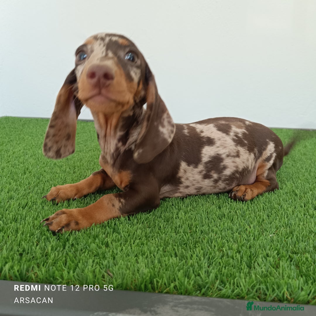Teckel Miniatura perros en venta: Teckel macho arlequín chocolate  - Imagen 3