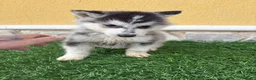 Husky Siberiano perros en venta: Cachorro macho de Husky siberiano  - Anuncio 7