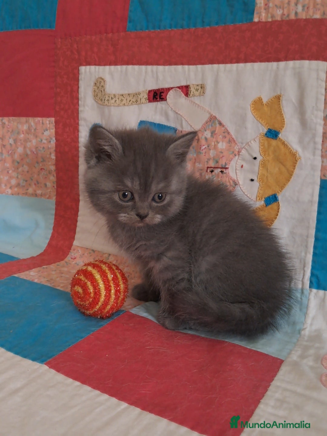 Británico de Pelo Corto gatos BRITISH Camada espectacular  - Anuncio 1
