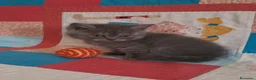 Británico de Pelo Corto gatos en venta: BRITISH Camada espectacular  - Anuncio 1