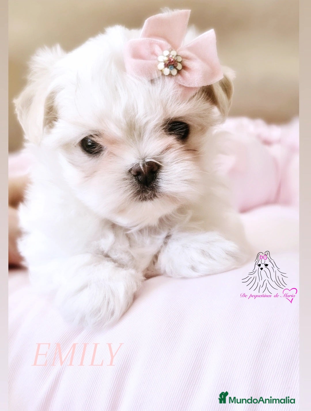Bichón Maltés perros en venta: BICHON MALTES COREANO MINIATURA  - Anuncio 3