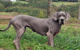 Dogo Alemán perros en venta: Hembra azul con 23 meses - Imagen 1