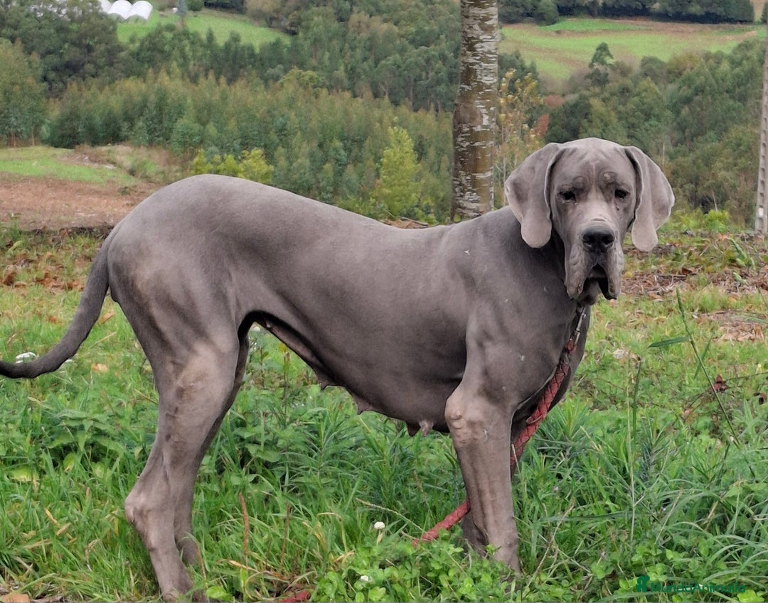 Dogo Alemán perros en venta: Hembra azul con 23 meses - Imagen 1