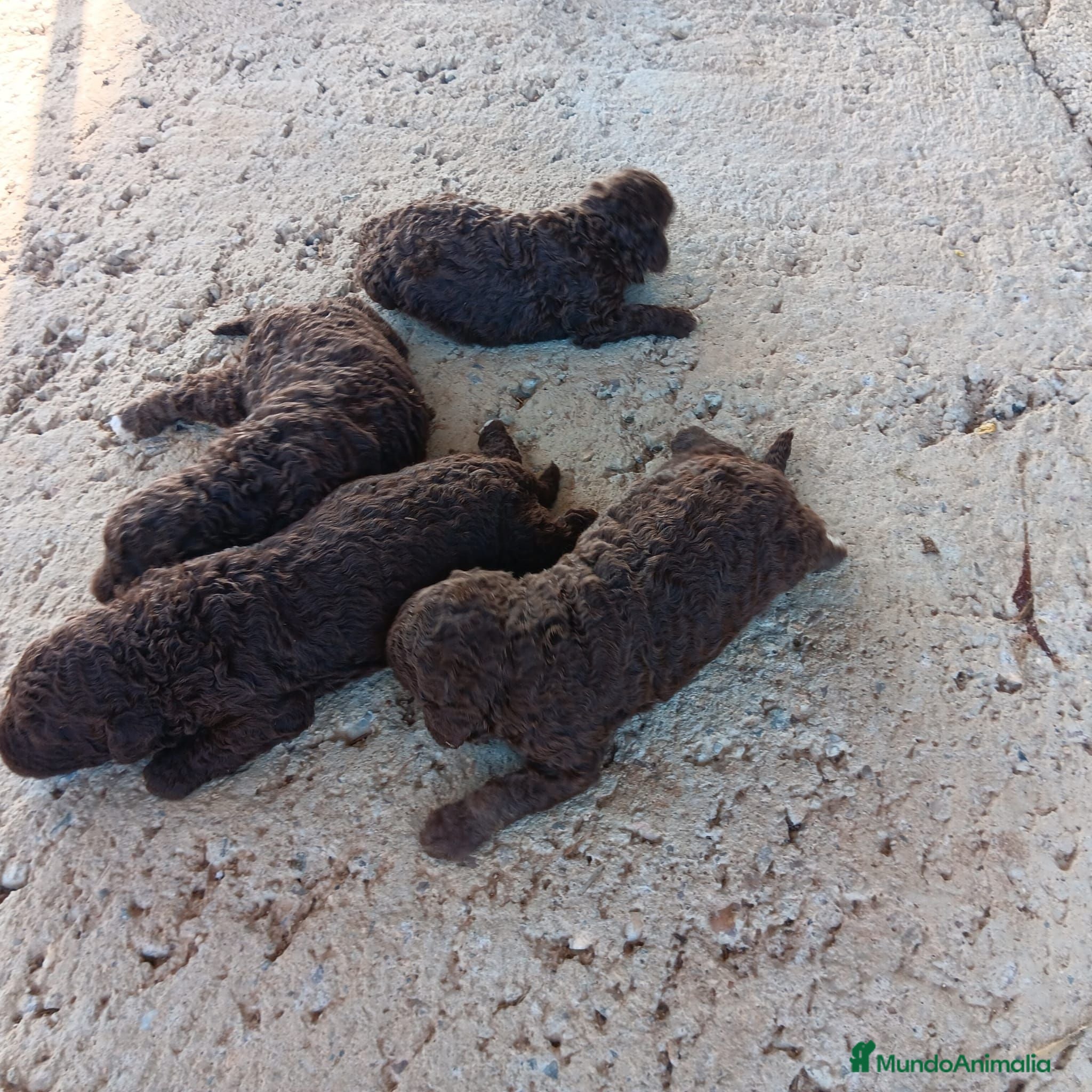 Perro de Agua Español perros Perro de agua chocolate  - Anuncio 1