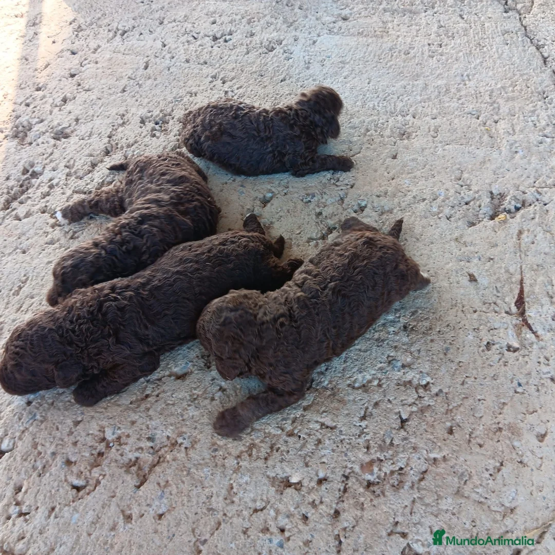 Perro de Agua Español perros en venta: Perro de agua chocolate  - Anuncio 1