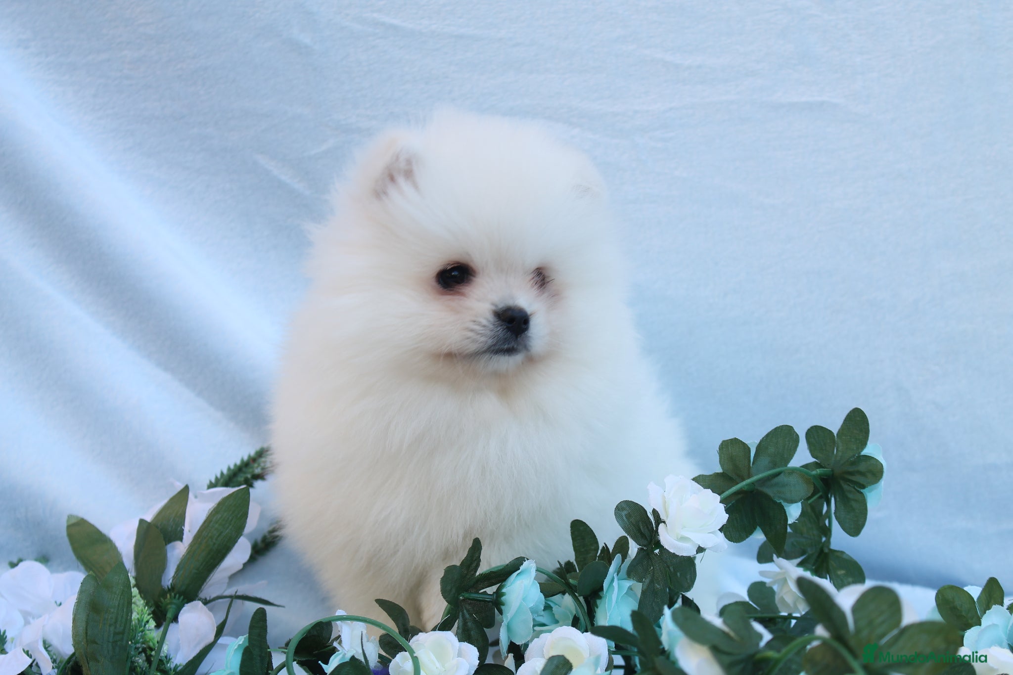 Pomerania perros POMERANIA  LINEA TOY   MUY CHATO - Anuncio 1