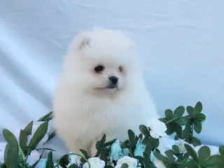 Pomerania perros POMERANIA LINEA TOY MUY CHATO - Anuncio 1