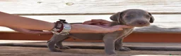 Weimaraner perros en venta: Cachorritos de Weimaraner disponibles! en Castellón - Anuncio 7