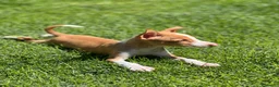 Podenco Andaluz perros en venta: Podencos andaluces  - Anuncio 7