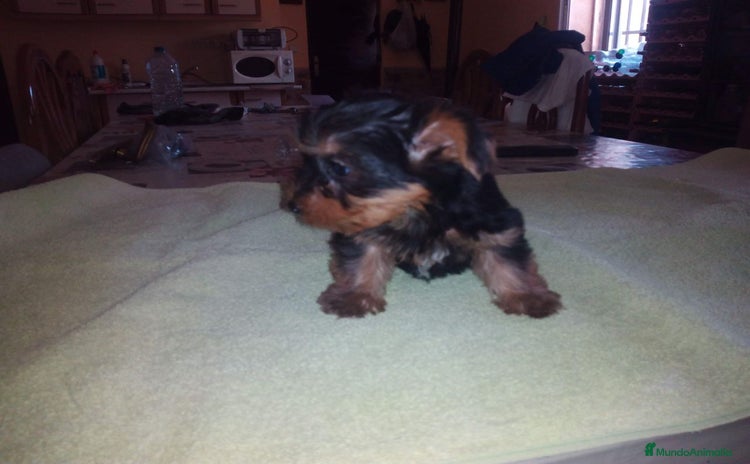 Yorkshire Terrier perros - Propaganda 1