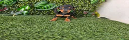 Teckel Miniatura perros en venta: TECKEL MINIATURA  - Anuncio 3