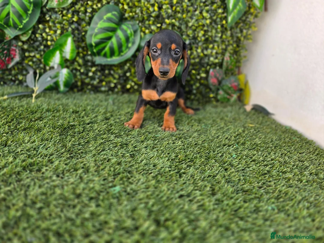 Teckel Miniatura perros en venta: TECKEL MINIATURA  - Anuncio 3