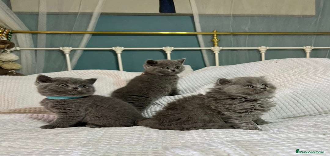 Imagen de galería {{count}}